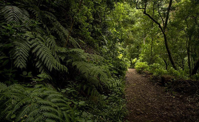 La Palma Los Tilos