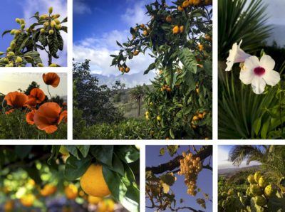 La Palma Finca Aridane Gärten