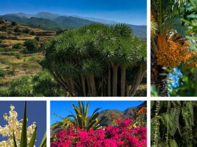 La Palma Natur