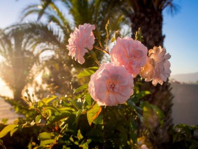 Blumen am Pool thumb